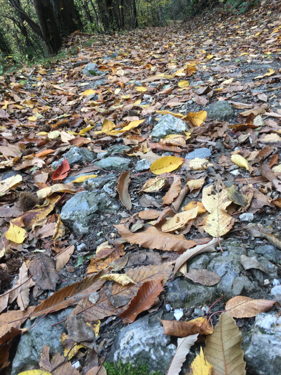 Tante pietre e foglie nello sterrato sulle alture di Genova, a Isoverde