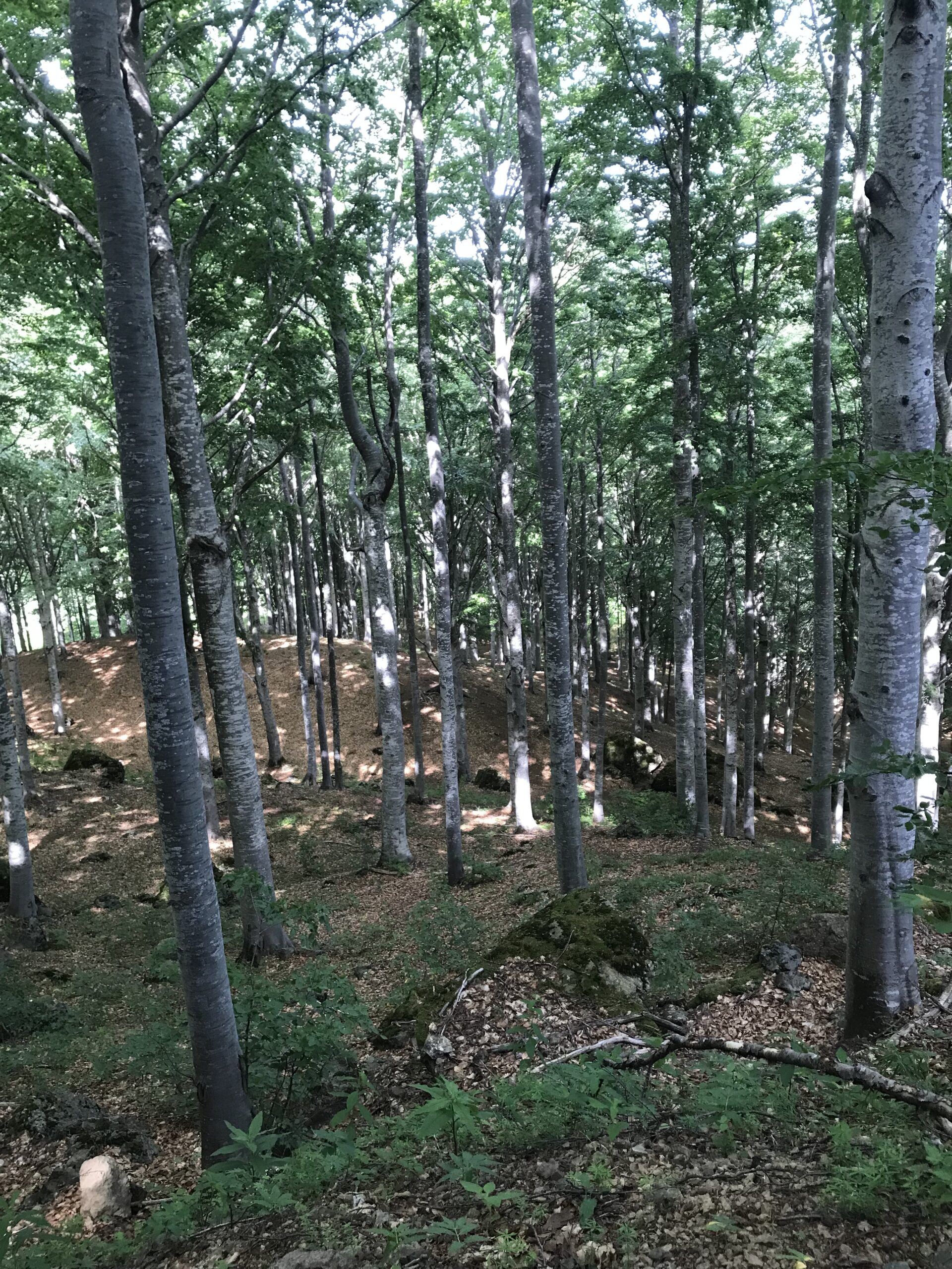 La foresta del Monte Penna