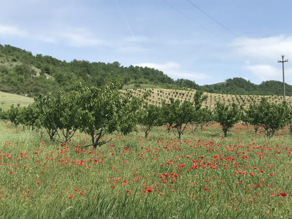 Paesaggio agricolo dei Colli Tortonesi, durante il giro gravel dei campionissimi